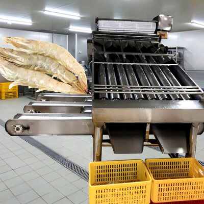 Good price Fresh Prawn Seafood Sorting Machine Shrimp Roller Sorter Machine online