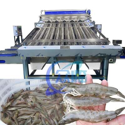 Good price Fully Automatic Shrimp Roller Grader 380V 50Hz Prawn Grader online