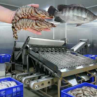 Good price Stainless Steel 304 Shrimp Grader 1000kg-1200kg Prawn Grading Machine online