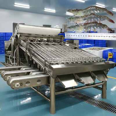 Good price Stainless Steel Seafood Sorting Machine 4.9kw Prawn Sizing Machine online