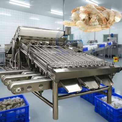 Good price 18 Roller Shrimp Sorting Machine 1500kg-1800kg Prawn Grader 4.9KW online