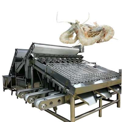 Good price Shrimp Roller Grader Machine Big Capacity Prawn Roller Sorter Anti Erosion online